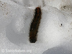 Photo: Raupe des Brombeerspinner