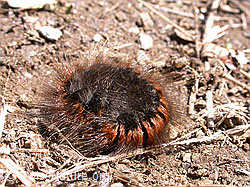 Photo: Raupe des Brombeerspinner