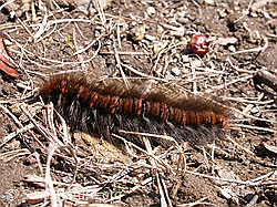 Photo: Raupe des Brombeerspinner