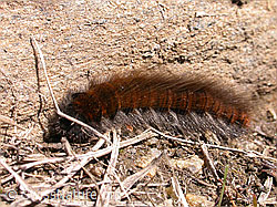 Photo: Raupe des Brombeerspinner