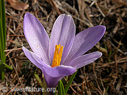 Foto: Frühlings-Krokus, Blüte