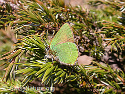 Photo: Brombeerzipfelfalter (Callophrys rubi)