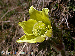 Foto: Schwefelanemonen, Blüte