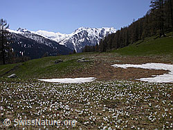 F010406: Berglandschaft mit zahlreichen Krokussen