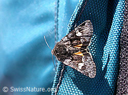 F010448: Unbekannter Falter