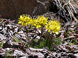 Photo: Immergrünes Felsenblümchen, Blüten