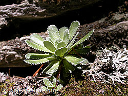Photo: Blätter des Trauben-Steinbrech