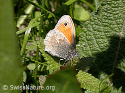 Foto: Kleines Wiesenvögelchen