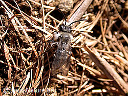 Foto: Graue Sandbiene (Andrena cineraria)