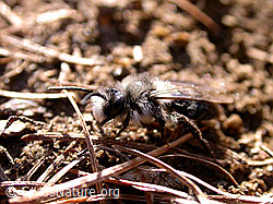 Foto: Graue Sandbiene (Andrena cineraria)