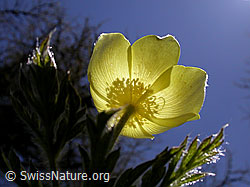 F010595: Schwefelanemone, Ansicht von unten