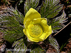 F010596: Blüte und Blätter einer Schwefelanemone