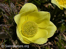 F010599: Frische Blüte einer Schwefelanemone