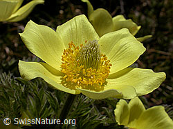 F010603: Schwefelanemone, Blüte