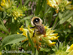 Berghummel (Bombus mesomelas) an Echtem Wundklee (Anthyllis vulneraria) (F010617)