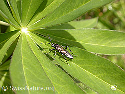 F010619: Insekt auf Blatt