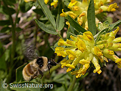 Berghummel (Bombus mesomelas) an Echtem Wundklee (Anthyllis vulneraria) (-, F010621)