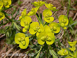 Photo: Zypressen-Wolfsmilch