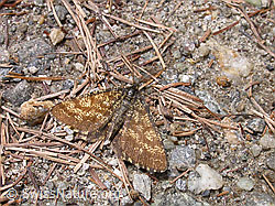 Foto: Heidespanner (Ematurga atomaria)