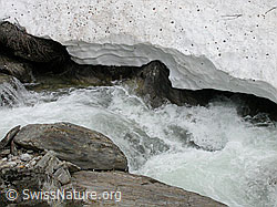 F010658: Bergbach zwischen Fels und Schnee
