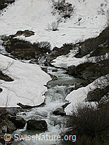F010662: Schneereste entlang eines Bergbachs