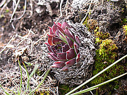 F010666: Blätter des Wulfens Hauswurz