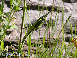 Photo: Grosser Bocksbart, geschlossene Blüte