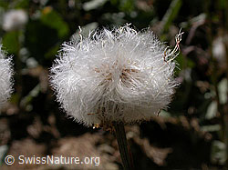 Foto: Huflattich, verblühte Blüte