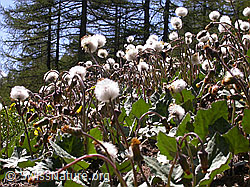 Foto: Verblühte Huflattich