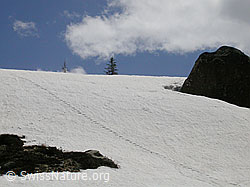 F010849: Gleichmässige Spur in Schneefeld oberhalb Mässersse