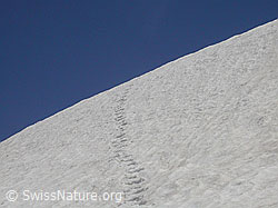 F010852: Gleichmässige Spur in Schneefeld