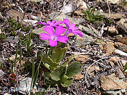Foto: Rote Felsen-Primel
