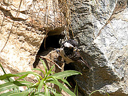 Tannenmeise (Periparus ater) (-, F011234)