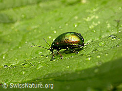 Foto: Längsgestreifter Blattkäfer (Chrysomela cerealis)