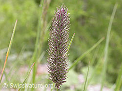 F011776: Rätisches Alpen-Lieschgras