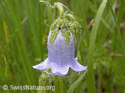 Photo: Bärtige Glockenblume (Campanula barbata)