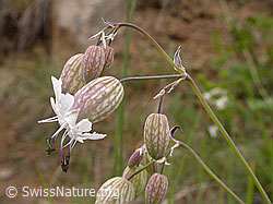 Photo: Gemeines Leimkraut