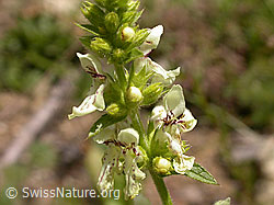 Foto: Aufrechter Ziest (Stachys recta)