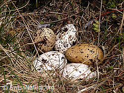 F012286: Vogelnest mit Eiern der Dohle