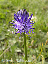 Photo: Betonienblättrige Rapunzel