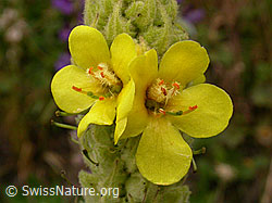 Foto: Dickblättrige Königskerze, Blüten