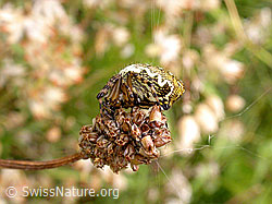 Foto: Getarnte Eichblatt-Radnetzspinne