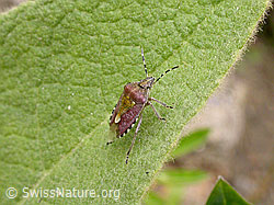 Photo: Beerenwanze (Dolycoris baccarum)
