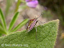 Photo: Beerenwanze (Dolycoris baccarum)