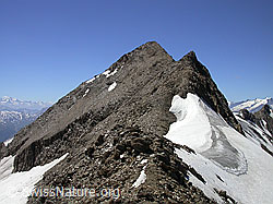 F012557: Ostgrat und Gipfel des Turbhorn, Binntal