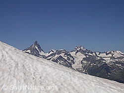 F012611: Ostgrat Turbhorn: Finsteraarhorn, Schreckhorn, Lauteraarhorn