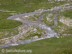 F012785: Freier Lauf der Binna bei Blatt