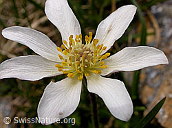 Foto: Monte Baldo-Anemone, Blüte