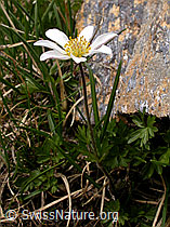 Foto: Monte Baldo-Anemone