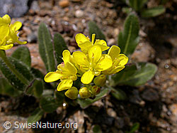 Photo: Biscutella laevigata